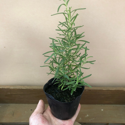 ハーブ苗 ローズマリー 2ポットset アートフラワー plant life 通販