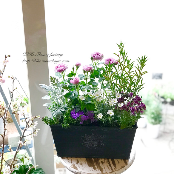 季節の花の寄せ植え（お任せ） 7枚目の画像