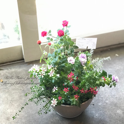 ［現品］12番　ブラッサイア　8号　観葉植物　室内　大型　鉢受け皿付き　おしゃれ 現品］12番 ブラッサイア 8号 観葉植物 室内 大型 鉢受け皿付き