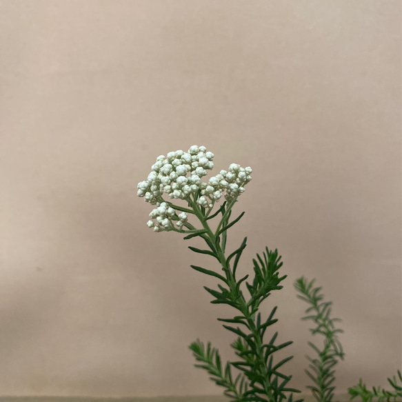 庭木 花木　ライスフラワー　ホワイト 4枚目の画像