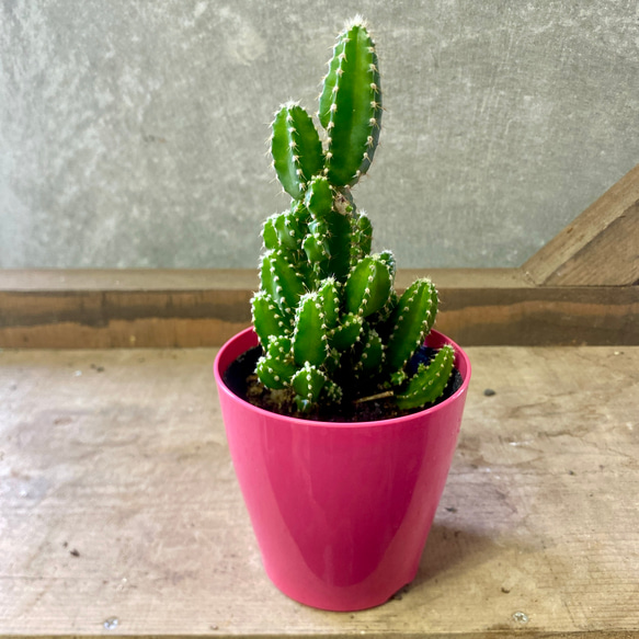 電磁波サボテン セレウス ペルヴィアナス アートフラワー plant life