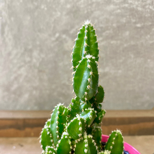 電磁波サボテン セレウス ペルヴィアナス アートフラワー plant life