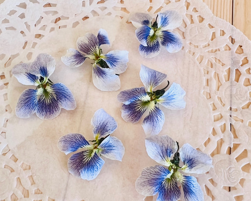 すみれ(スミレ 菫)のドライフラワー 素材 20個 ハーバリウム レジン