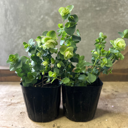 花苗 観葉植物 ミカニア デンタータ アートフラワー plant life 通販