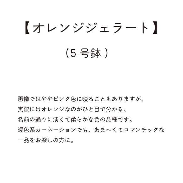 金賞農家直送★「オレンジジェラート」生花鉢植え★大ぶり母の日カーネーション★5号鉢 4枚目の画像