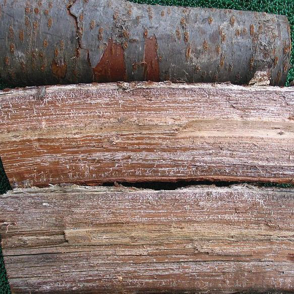 【桜】 木製名刺入れ　染井吉野の花吹雪模様が美しい 【即日発送】