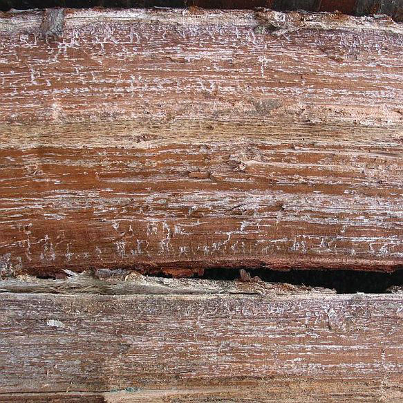 【桜】 木製名刺入れ　染井吉野の花吹雪模様が美しい 【即日発送】