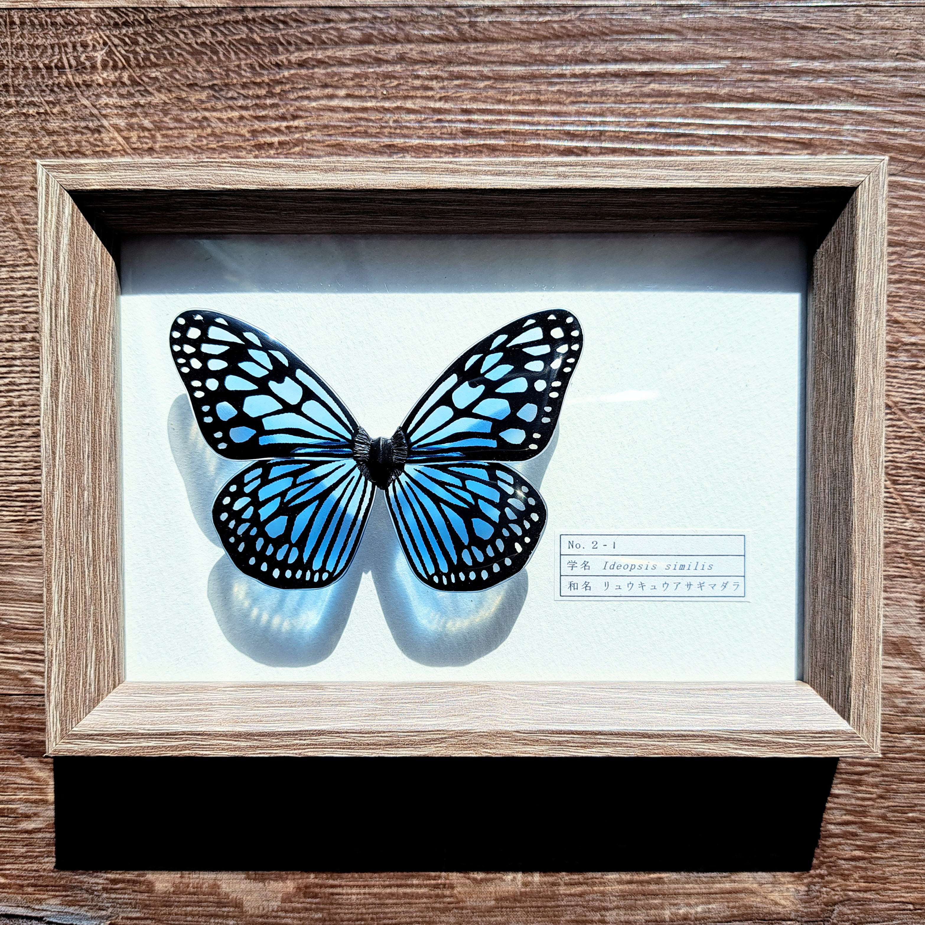 【命を奪わない標本】リュウキュウアサギマダラ