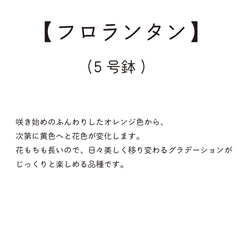 金賞農家直送★「フロランタン」生花鉢植え★大ぶり母の日カーネーション★5号鉢 4枚目の画像