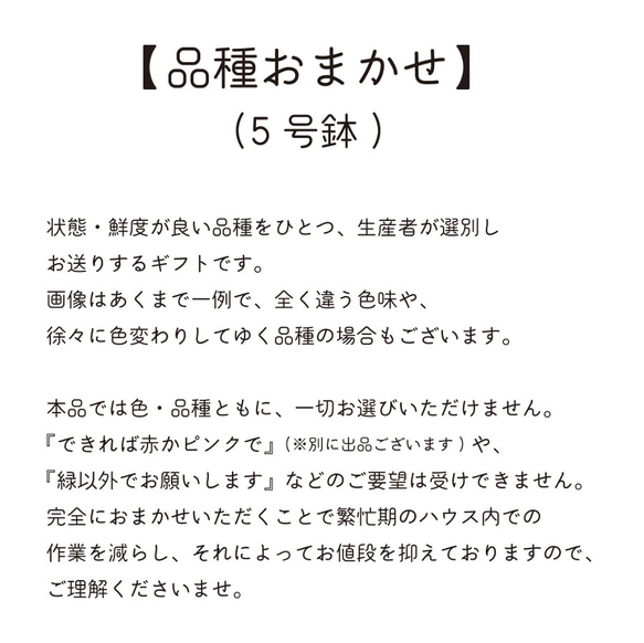 【「早割り」中！】「品種おまかせ」金賞農家の産地直送★《送料無料》生花鉢植え★大ぶり母の日カーネーション★5号鉢 6枚目の画像