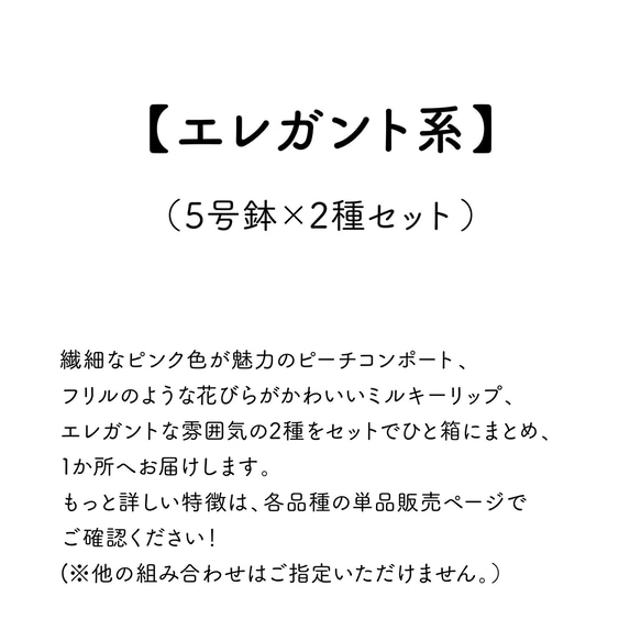 金賞農家の産地直送★2種セット「エレガント系」《送料無料》生花鉢植え★大ぶり母の日カーネーション★5号鉢 2枚目の画像