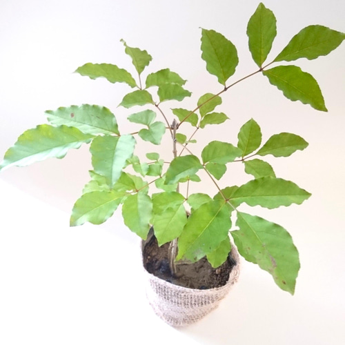 K 様専用 アオモジ山採り苗(小さめ)