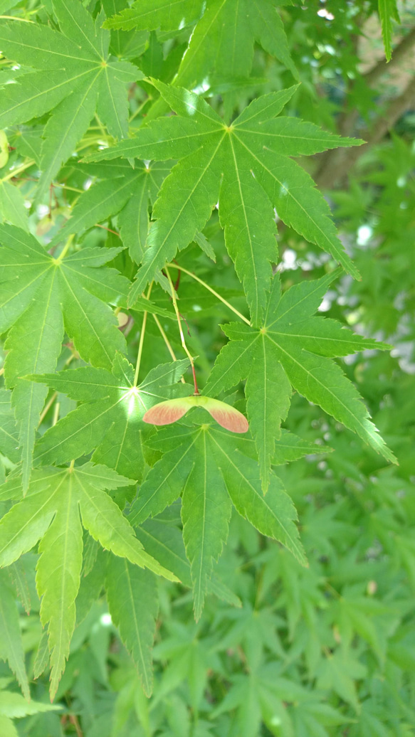 山もみじ　苗木（H=約25～30cm） 春には萌葱色の若葉が美しく、秋にはお馴染みの紅葉が風流です 3枚目の画像