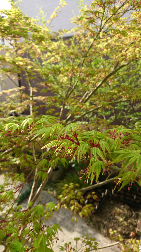 山もみじ　苗木（H=約25～30cm） 春には萌葱色の若葉が美しく、秋にはお馴染みの紅葉が風流です 13枚目の画像