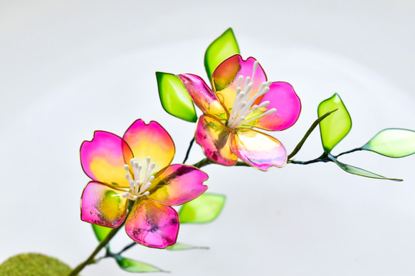 【植物標本 S】野茨(のいばら)  Japanese rose 7枚目の画像