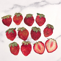 押しイチゴ (すずあかね)12枚 いちご 苺 キャンドル ハーバリウム 押しフルーツ ドライフルーツ 1枚目の画像