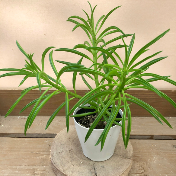 観葉植物　ペペロミア  ハッピービーン 4枚目の画像