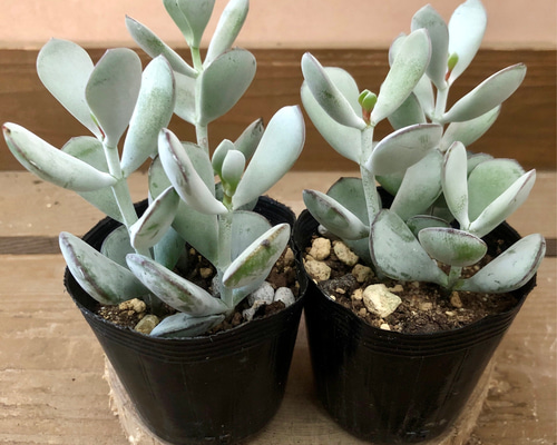 お値下げ！多肉植物 福娘 大苗！ 抜き苗 コチレドン 【公式通販】