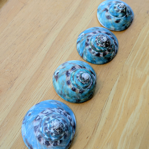 夜光貝磨きアクセサリー作りキット ✳【 渦巻き 】 キット 夜光貝