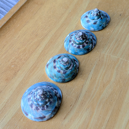 夜光貝磨きアクセサリー作りキット ✳【 渦巻き 】 キット 夜光貝