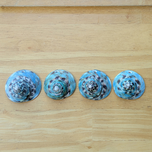 ⭐︎夜光貝⭐︎ 屋久島産 真珠磨き『夜光貝』 | 東京書芸館公式通販ウェブサイト