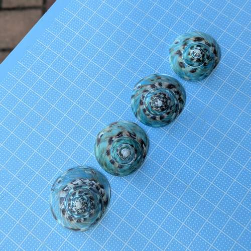 夜光貝磨きアクセサリー作りキット ✳【 渦巻き 】 キット 夜光貝