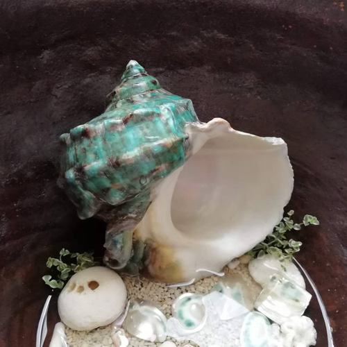 夜光貝磨きアクセサリー作りキット ✳【 渦巻き 】 キット 夜光貝