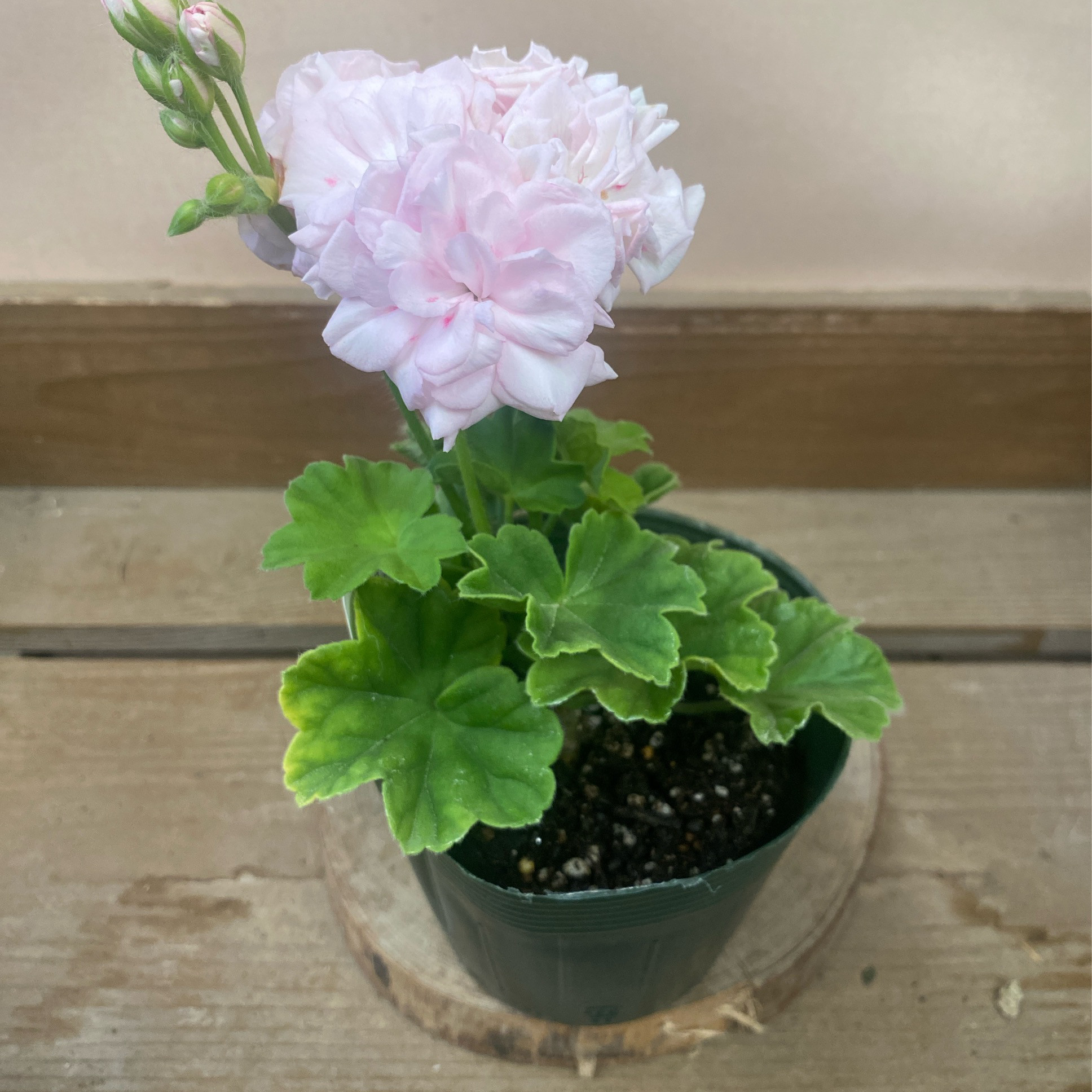 240 ＊濃いピンクの可愛い薔薇咲きゼラニウム（ディープミルフィーユローズ） バラ咲きゼラニウム 『ミルフィーユ・ローズ』 | すべての商品