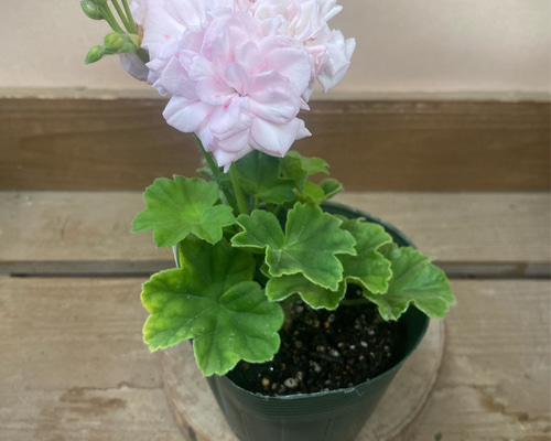 28aa4c59938d4e71d66e544f0ab2cf