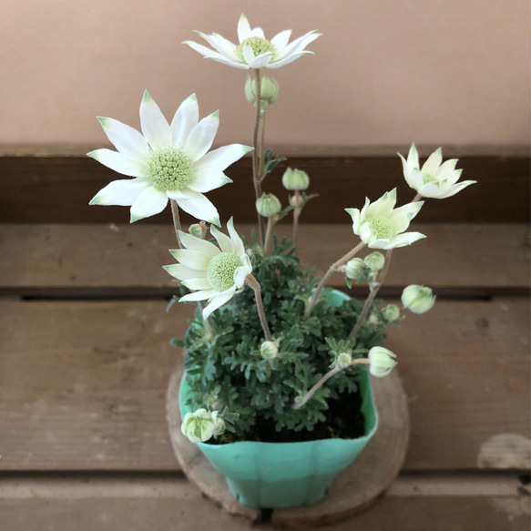 花苗　フランネルフラワー  天使のウィンク 1枚目の画像