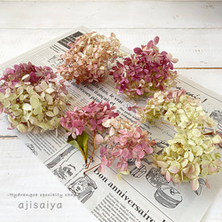 紫陽花ドライフラワー L2 120サイズ 秋色紫陽花 北海道産 紫陽花ドライ