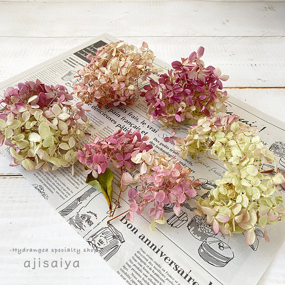 紫陽花ドライフラワー A11 大量 115サイズ 北海道産 秋色紫陽花 紫陽花ドライフラワー A11 大量 115サイズ 北海道産 秋色紫陽花