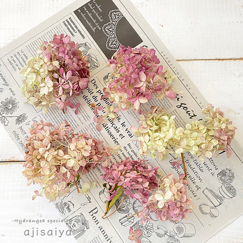 北海道産 秋色みなづきあじさい小輪パック ドライフラワー ＜アジサイ