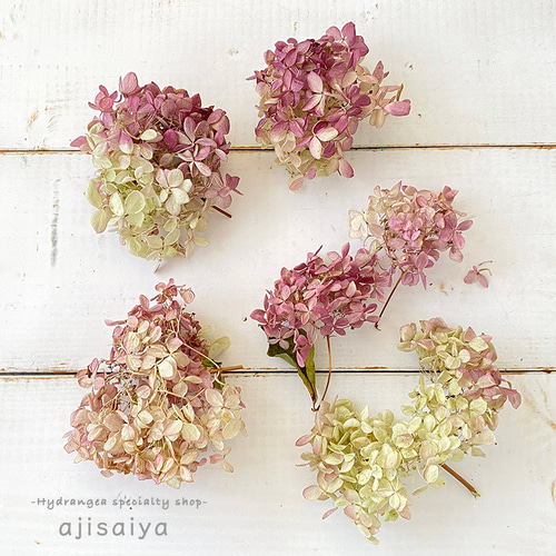 紫陽花ドライフラワー H1 大量 hana 北海道産 秋色紫陽花 美品 北海道産 秋色紫陽花 あじさいドライフラワー W② 60サイズ発送