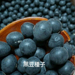 サマーポインセチア(ФωФ)ネコポス 抜き苗 50苗以上 サマーポインセチア(ФωФ)ネコポス 抜き苗 50苗以上 サマーポインセチア