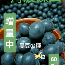 サマーポインセチア(ФωФ)ネコポス 抜き苗 50苗以上 サマーポインセチア