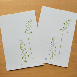 no.1『ナズナ』・季節の草花で彩る手捺し原画ポストカード（2枚入り） 1枚目の画像