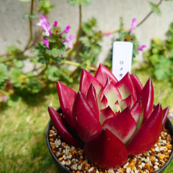 多肉植物 寄せ植え ブリキ缶 そのまま飾れる ギフト 多肉植物 YTN