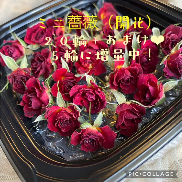 増量サービス中！！ミニ薔薇（開花）ドライフラワー★20輪セット+おまけ5輪付き！★おまけ2輪→5輪　限定増量中！ 2枚目の画像