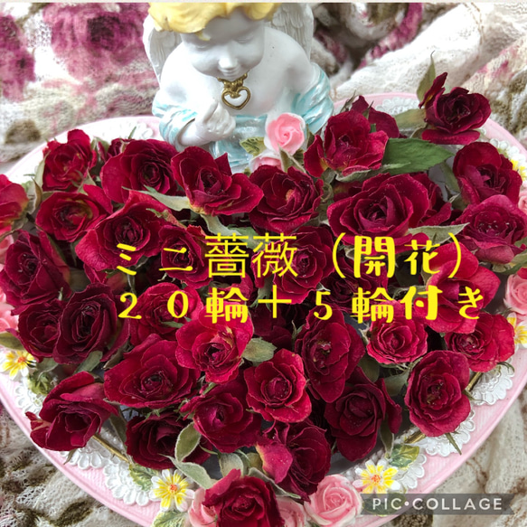 増量サービス中！！ミニ薔薇（開花）ドライフラワー★20輪セット+おまけ5輪付き！★おまけ2輪→5輪　限定増量中！ 1枚目の画像