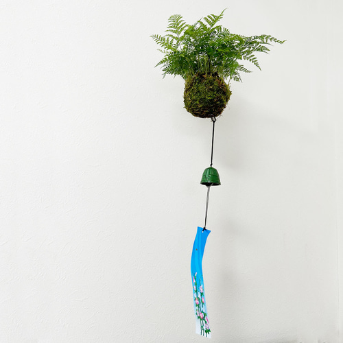 観葉植物 釣り忍 【公式通販】