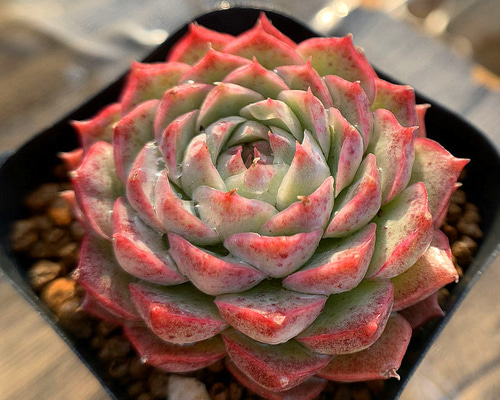 91.多肉植物 寄せ植え エケベリア属 レッドホール 抜き苗 アート 91.多肉植物 寄せ植え エケベリア属 レッドホール 抜き苗 アート