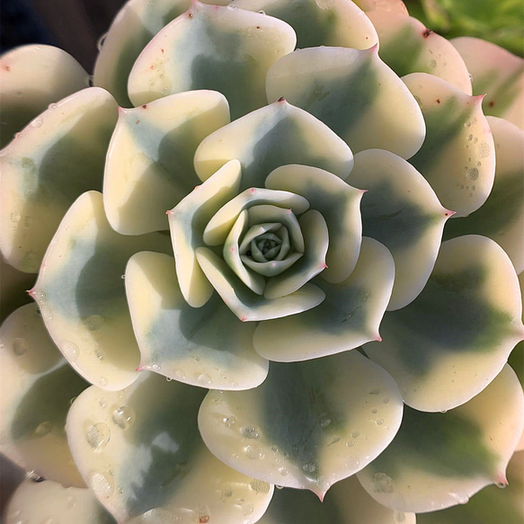 ルノーディーン 錦 群生 多肉植物 ルノーディーン 3苗セット