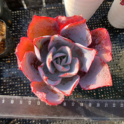 農園直売 多肉植物 寄せ植え エケベリア属 オロスタキス 丸葉