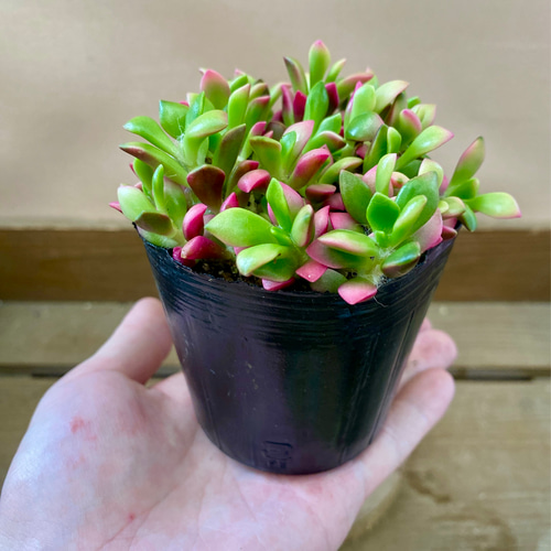 多肉植物 アナカンプセロス 桜吹雪 アートフラワー plant life 通販