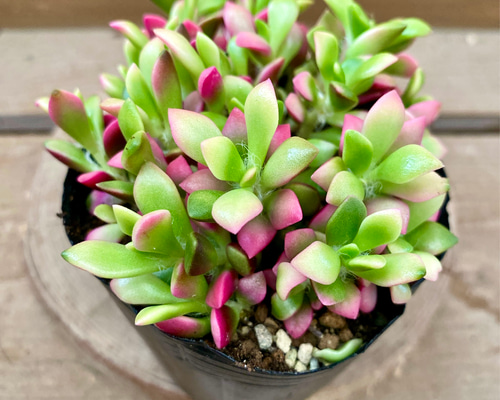 多肉植物　桜吹雪　アナカンプロセス　抜き苗 多肉植物 桜吹雪 アナカンプロセス 抜き苗