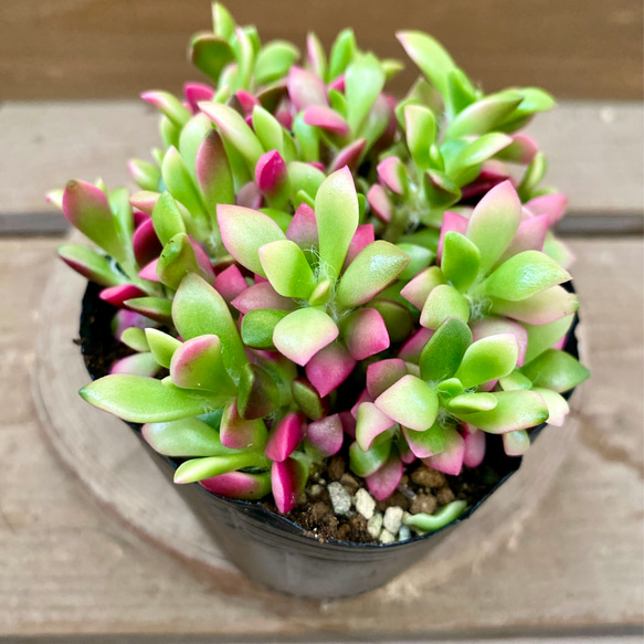 多肉植物　桜吹雪　アナカンプロセス　抜き苗 Amazon.co.jp: 多肉植物 桜吹雪 アナカンプセロス 抜き苗 根付き