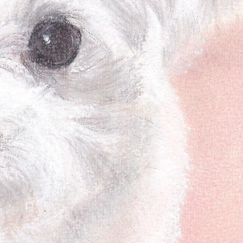愛されマルチーズ（パステル画 原画） 絵画 にゃんずら 通販
