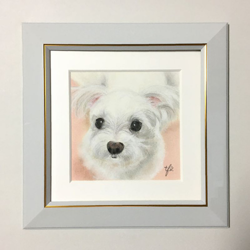 愛されマルチーズ（パステル画 原画） 絵画 にゃんずら 通販 