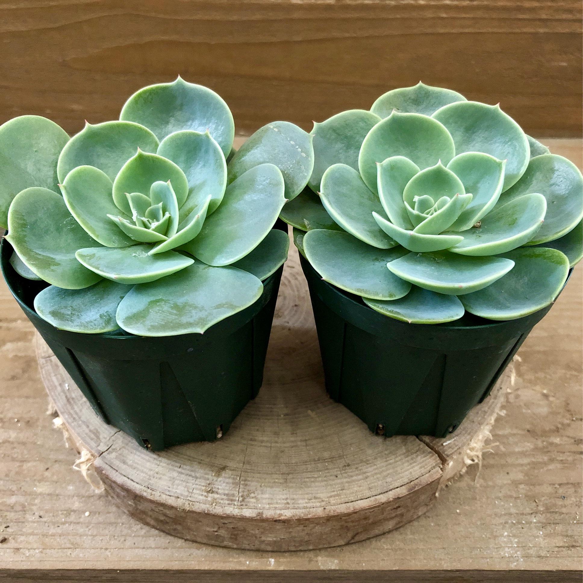 七福神⑦ エケベリア　多肉植物